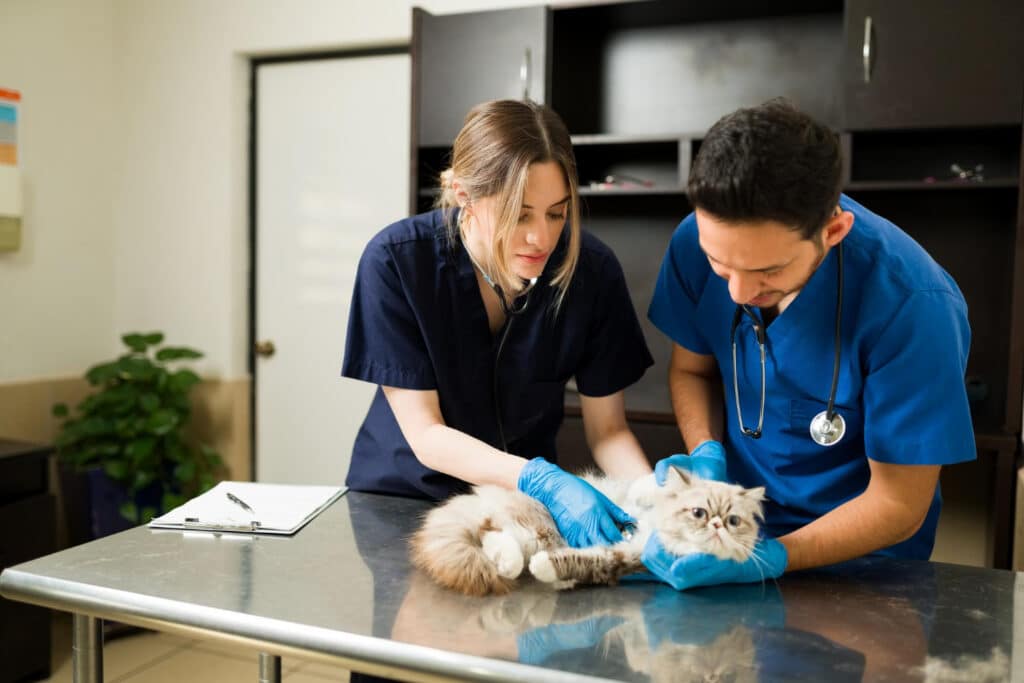 Medical Waste Disposal for Veterinary Clinics