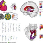 Brain and Heart MRI Images