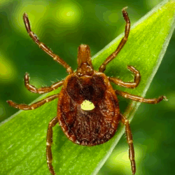 From USA Today: Female